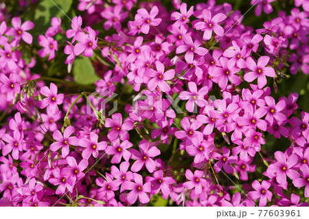 ムシトリナデシコ 77603961