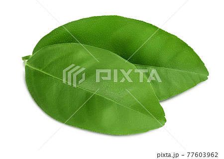 Citrus leaf isolated on white background with clipping path and full depth of field Citrus leaf isolated on white background with clipping path and full depth of field 77603962