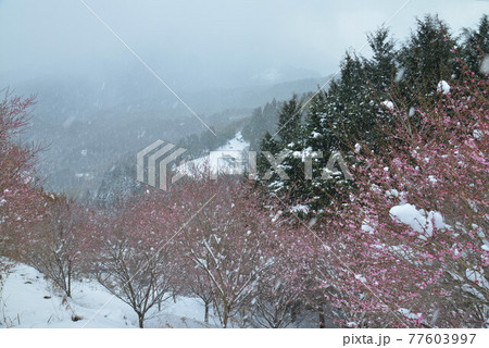 早春の山里1(徳島県美馬市穴吹町) 早春の山里1(徳島県美馬市穴吹町) 77603997