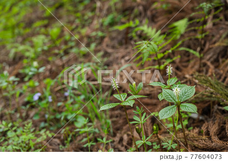 山のヒトリシズカの花 山のヒトリシズカの花 77604073
