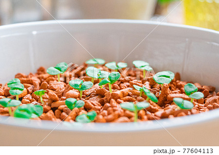 バジルの双葉 バジリコ ハーブ 家庭菜園の写真素材