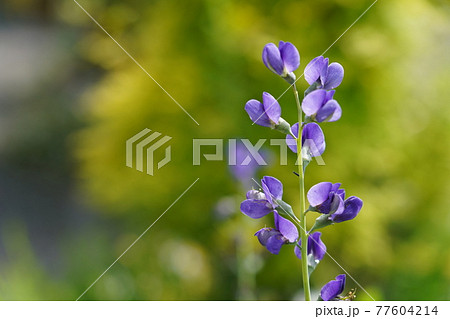 ムラサキセンダイハギ 77604214