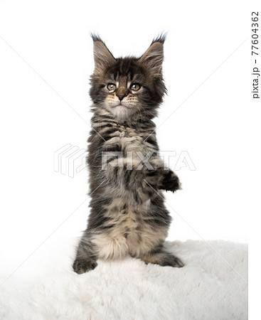 Kedelig klint shuffle funny maine coon kitten rearing up standing on...の写真素材 [77604362] - PIXTA