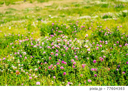 初夏の野の花 広い花畑の写真素材