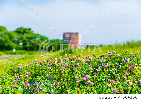 初夏の風景 花畑と住宅街 初夏の風景 花畑と住宅街 77604366