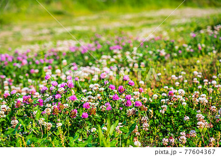 初夏の野の花 広い花畑の写真素材 [77604367] - PIXTA