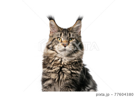 beautiful tabby maine coon cat portrait on white background 77604380