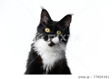 curious black white tuxedo maine coon cat looking at camera on white background 77604381