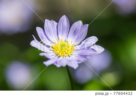 ミヤコワスレの花 77604432