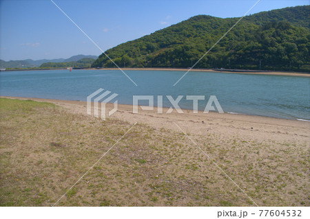 国指定天然記念物の笠岡湾カブトガニ繁殖地 岡山県笠岡市 国指定天然記念物の笠岡湾カブトガニ繁殖地 岡山県笠岡市 77604532