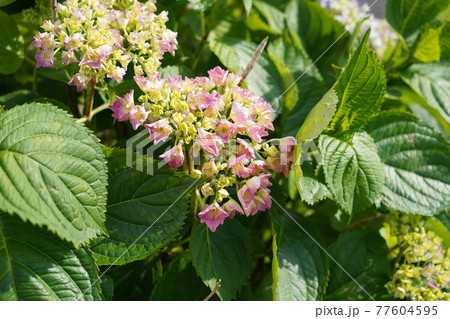色づき始めた紫陽花 77604595