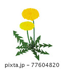 タンポポ 77604820