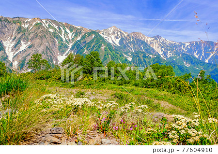 鉱山植物と白馬三山 77604910