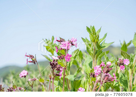 ムシトリナデシコの花 77605078