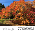 紅葉 77605958