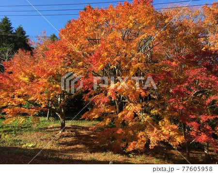 紅葉 紅葉 77605958
