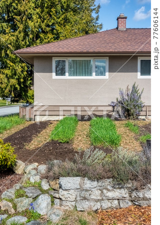 Green sprouts on garden patches in front of residential house Green sprouts on garden patches in front of residential house 77606144