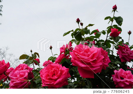 初夏のいばらきフラワーパークに咲いた満開の薔薇の花のアップ・イメージ 77606245