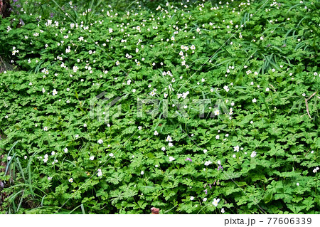 ニリンソウの群落（スプリング・エフェメラル） 77606339