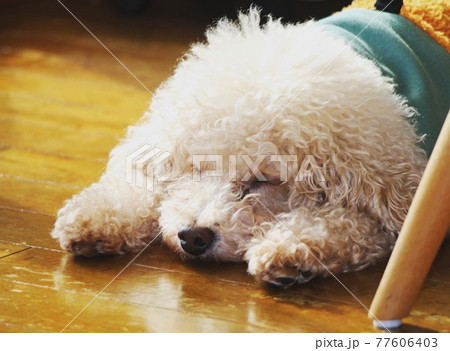 愛犬 愛犬 77606403