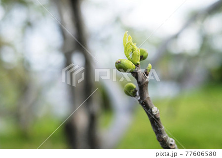 イチジクの若い実 77606580