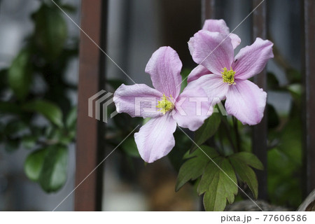 クレマチスモンタナの花 クレマチスモンタナの花 77606586