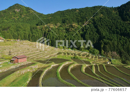 初夏の丸山千枚田の風景 三重県熊野市紀和町 初夏の丸山千枚田の風景 三重県熊野市紀和町 77606657