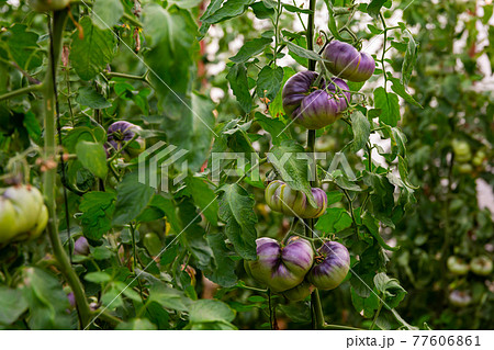 Closeup of purple tomatoes ripening on bushes in greenhouse Closeup of purple tomatoes ripening on bushes in greenhouse 77606861