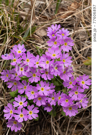 アポイ岳のサマニユキワリ 77606897