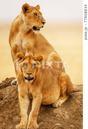 Tanzania pictures 77608834