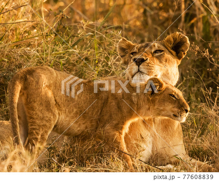 Beautiful Tanzania 77608839