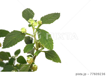 スイートハーブメキシカン 77609236