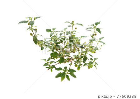 スイートハーブメキシカン 77609238