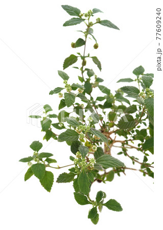 スイートハーブメキシカン 77609240