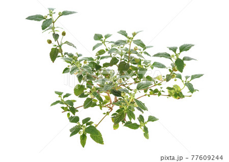 スイートハーブメキシカン 77609244