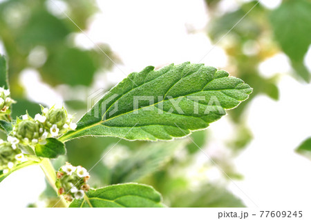 スイートハーブメキシカン 77609245