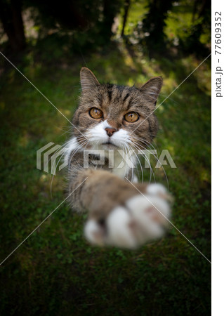 cute tabby white cat on green grass raising paw trying to reach snack 77609352