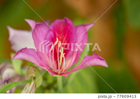 Bauhinia blakeana there are purple flowers like orchid in the middle of the flower s with long strands of stamens Bauhinia blakeana there are purple flowers like orchid in the middle of the flower s with long strands of stamens 77609413