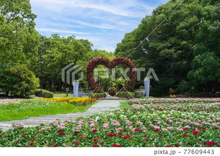 長居植物公園の花壇 長居植物公園の花壇 77609443