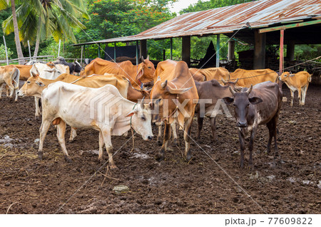 Agricultural Field, Animal, Asia, Cattle, Dairy Farm 77609822
