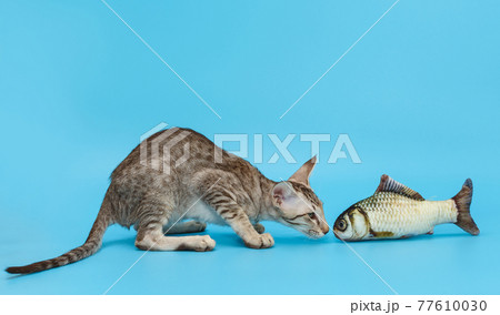Small oriental kitten  with a toy 77610030