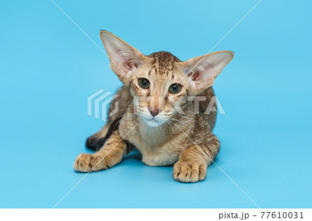 Small oriental kitten of chocolate color 77610031