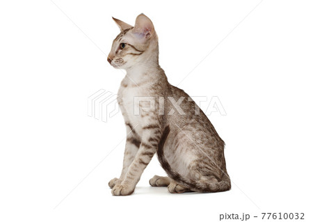 Small oriental kitten in gray 77610032