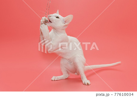 White oriental kitten plays 77610034