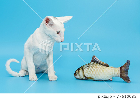 Oriental kitten of white color with a toy 77610035