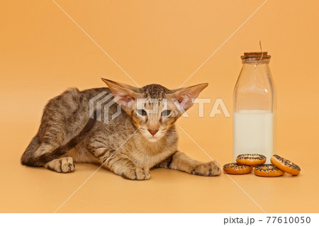 Oriental kitten, a bottle of milk and bagels Oriental kitten, a bottle of milk and bagels 77610050