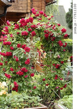 formal garden with red wattled rose on country house background 77611100