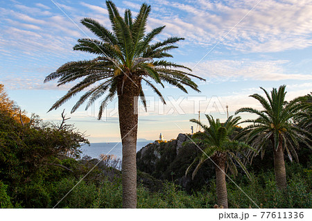 石廊崎のヤシの木 77611336
