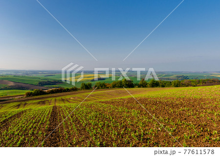 Beautiful and colorful abstract landscape, with rolling hills, green wheat fields and yellow rape fields in South Moravia, Czech Republic 77611578