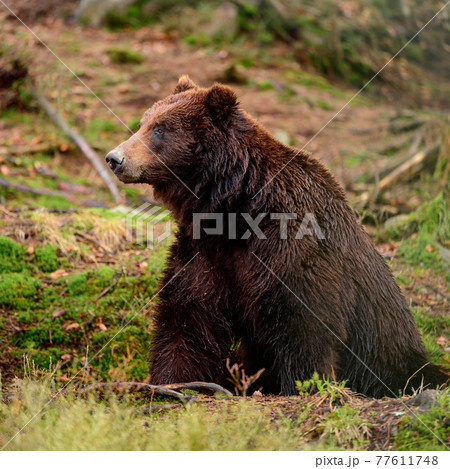 Brown bears in the wild, a large mammal after hibernation, a predator in the wild forest and wildlife. 77611748